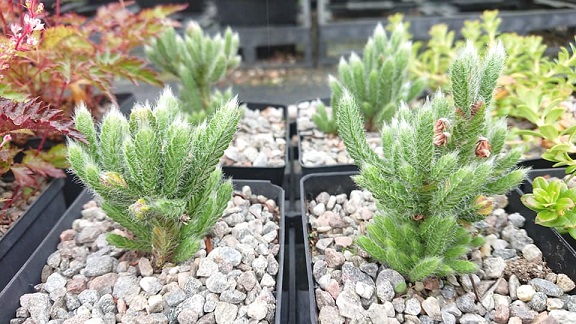 Cassiope wardii - 8cm pot 